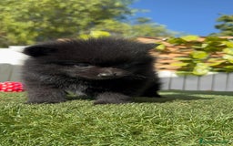 Pomerania perros en venta: POMERANIA HEMBRA - Imagen 12