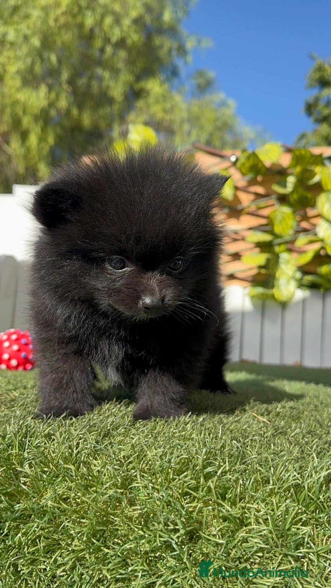 Pomerania perros en venta: POMERANIA HEMBRA - Imagen 12