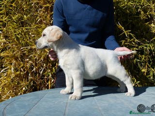Labrador Retriever perros Labrador cachorro - Anuncio 1