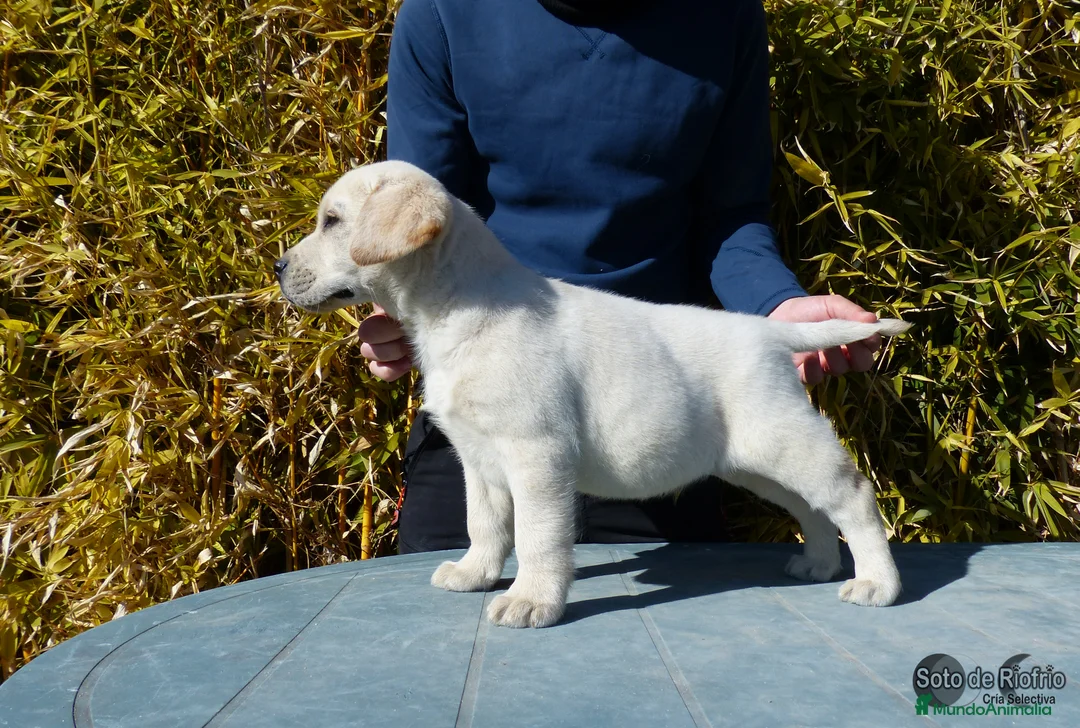 Labrador Retriever perros en venta: Labrador  - Anuncio 1