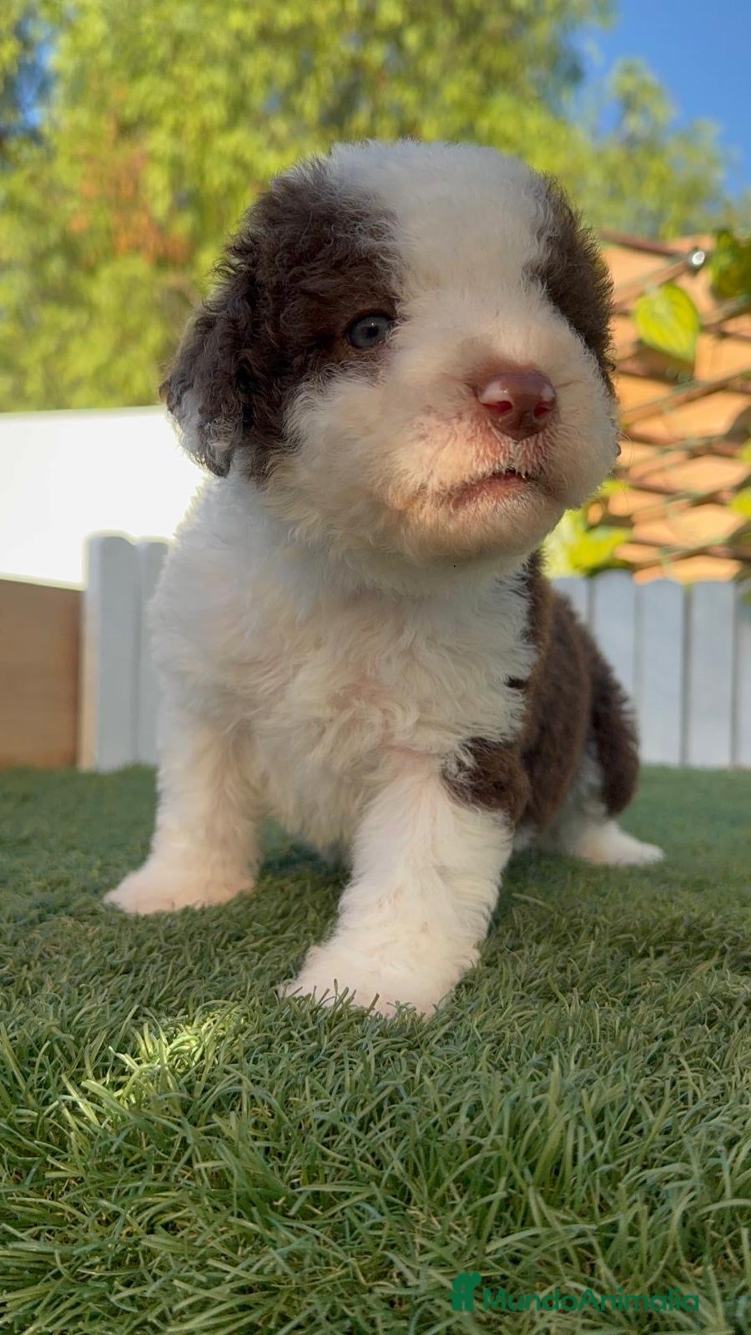 Perro de Agua Español perros en venta: PERRO DE AGUA macho - Imagen 5