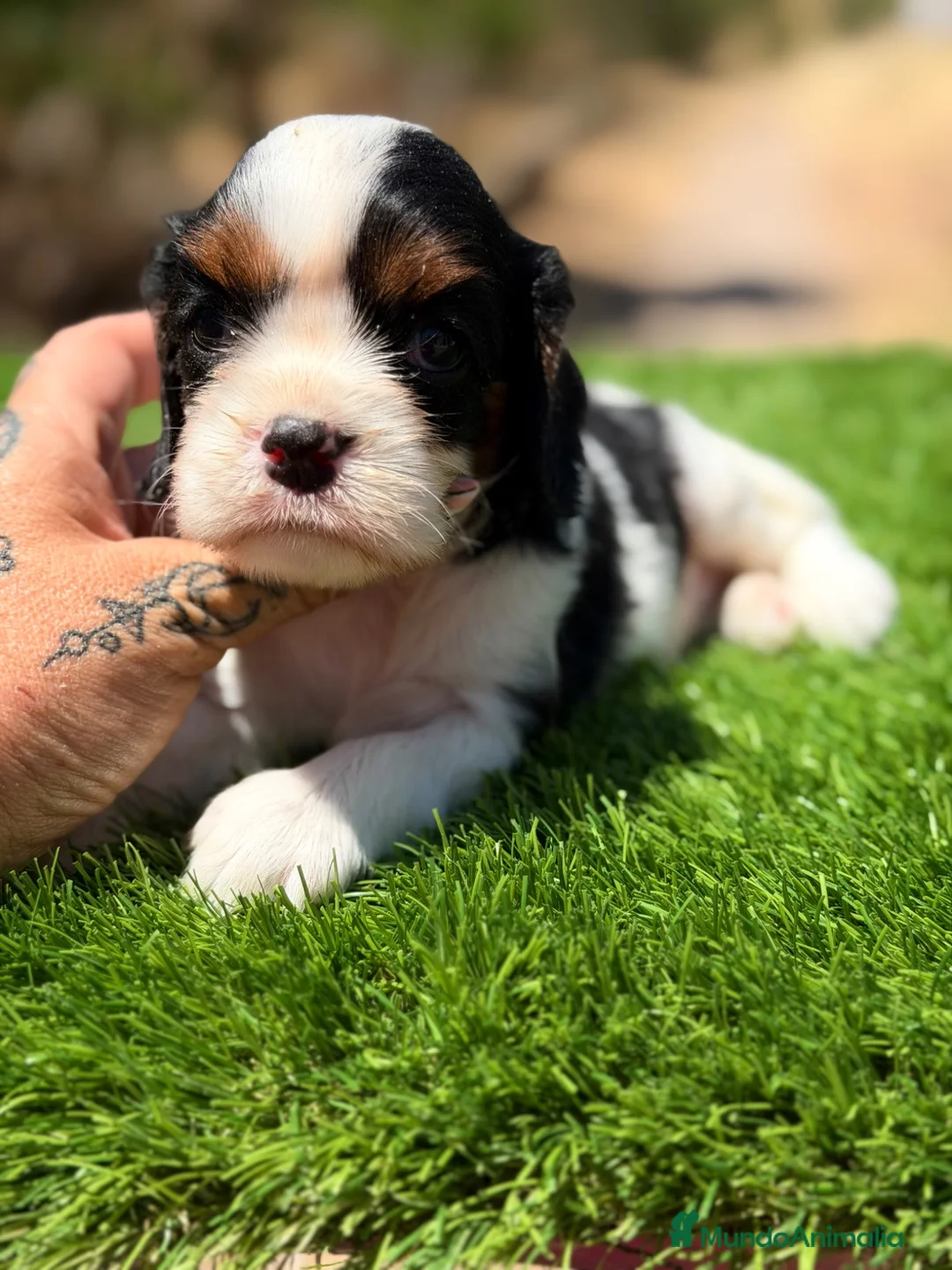 Cavalier King Charles Spaniel perros en venta: Cavalier tricolor hembra  - Anuncio 2
