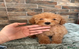 Caniche Enano perros en venta: Hembra caniche - Imagen 1
