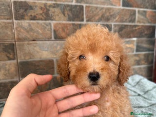 Caniche Enano perros - Anuncio 3