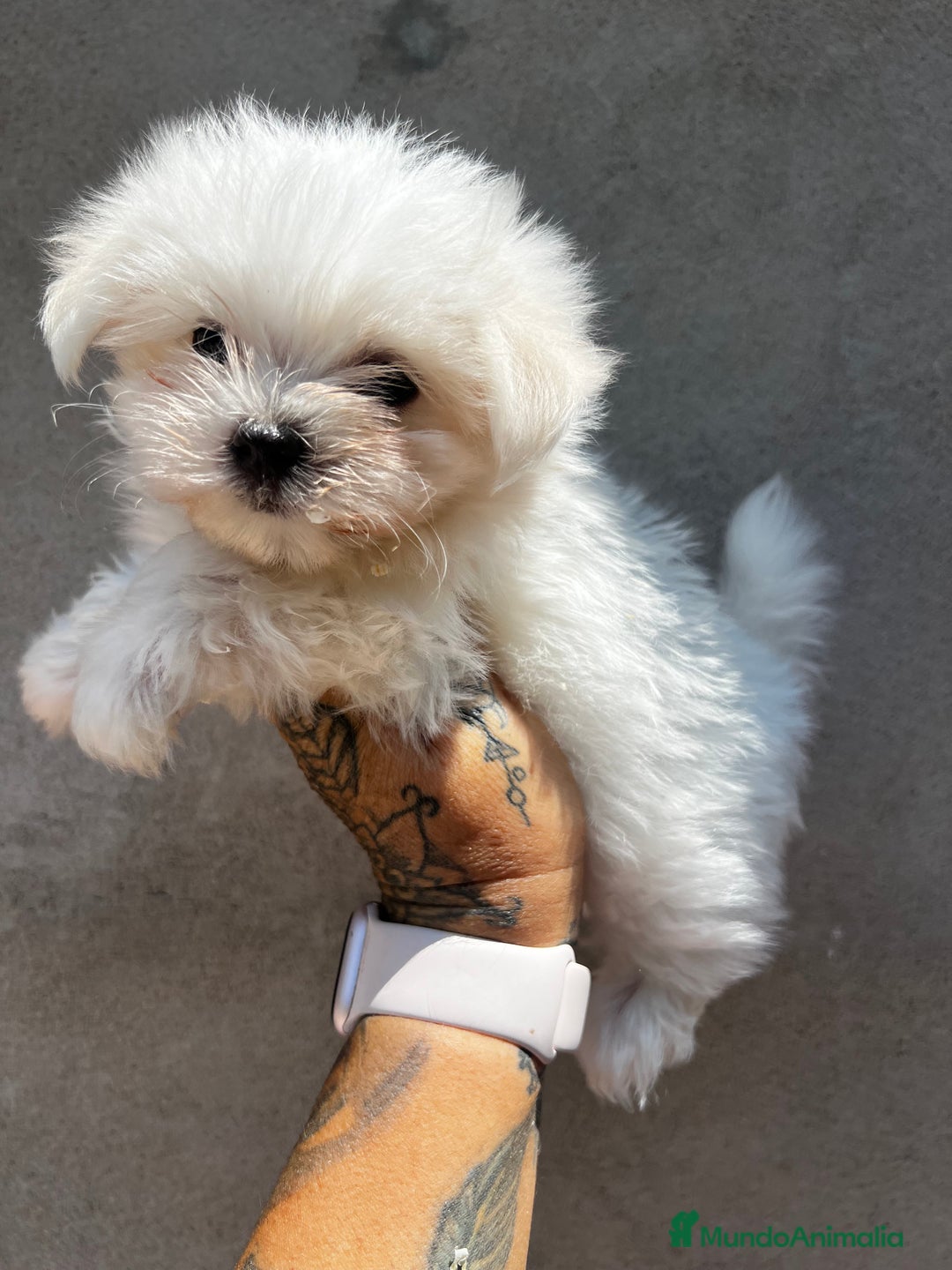 Bichón Maltés perros en venta: Bichon maltés coreano  - Imagen 1