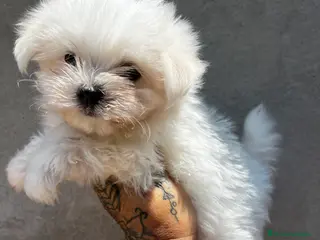 Bichón Maltés perros Bichon maltés coreano - Anuncio 10