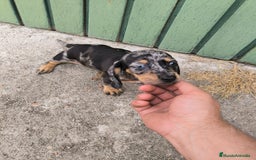 Teckel Miniatura perros en venta: Camadas disponibles de teckel - Imagen 3