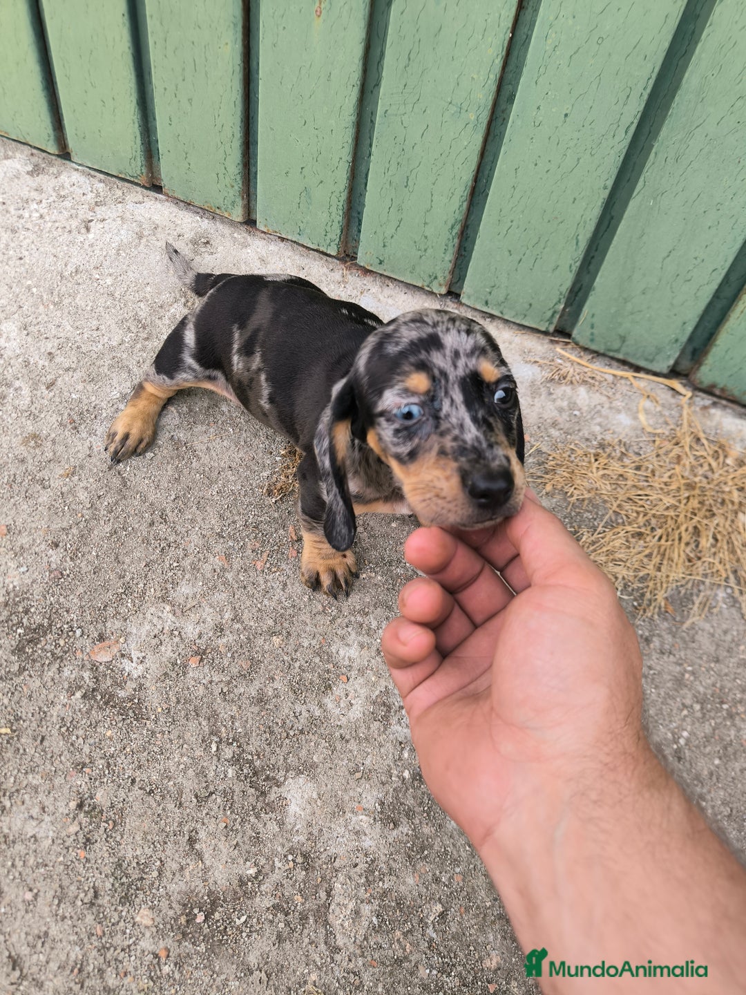 Teckel Miniatura perros en venta: Camadas disponibles de teckel - Imagen 3
