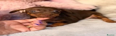 Pinscher Miniatura 4