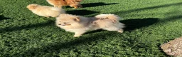 Pomerania perros en venta: Pomerania  - Anuncio 3