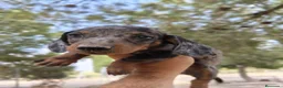 Teckel perros en venta: Teckels exclusivos - Anuncio 8