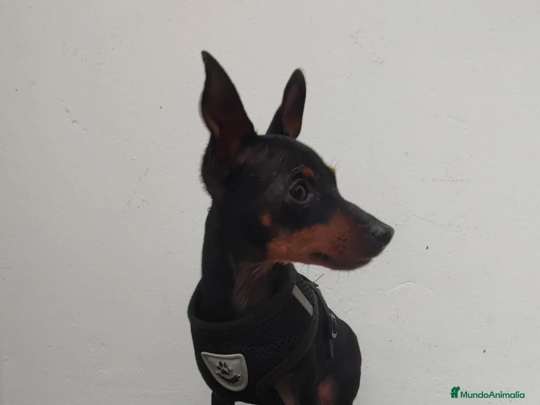 Ratón de Praga perros en venta: RATONA DE PRAGA 8 MESES - Anuncio 2