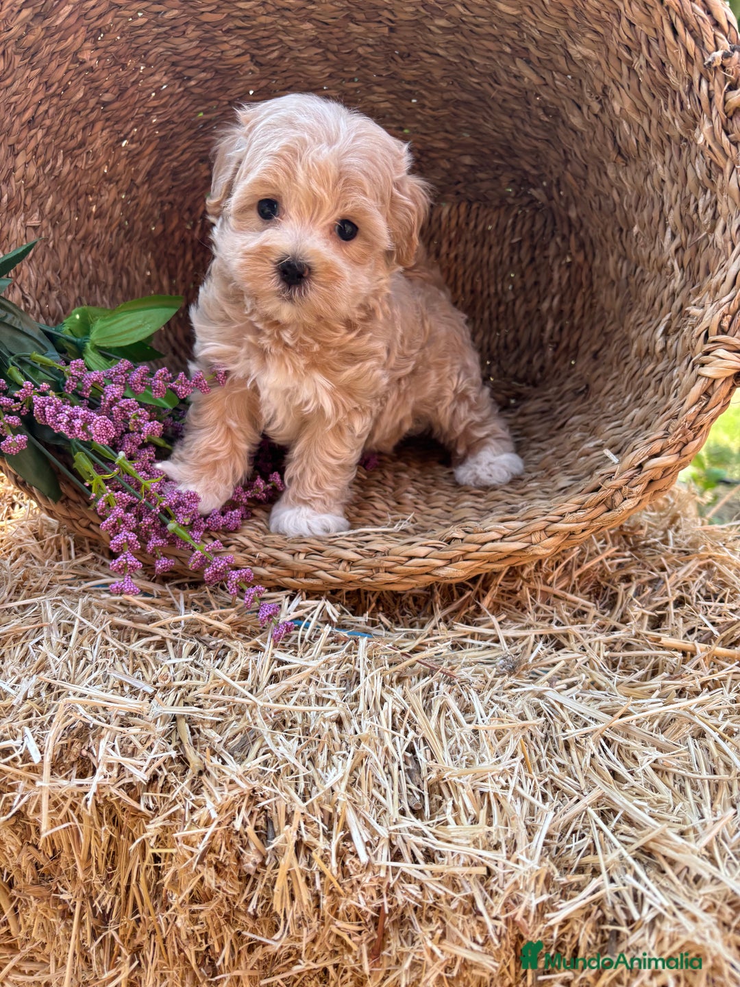 Maltipoo perros en venta: Maltipoo !!!!! - Imagen 10