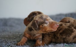 Teckel Miniatura perros en venta: 🐾 Kodat, Byron y Curry – Teckel miniatura 🐾 - Imagen 9