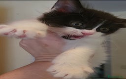 Maine Coon gatos en venta: Cruce de Maine Coon  - Imagen 3