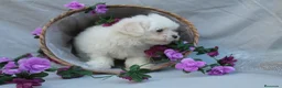 Bichón Maltés perros en venta: PRECIOSOS BICHON MALTES  LINEA TOY   - Anuncio 20
