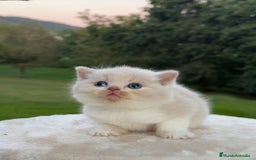 Británico de Pelo Corto gatos en venta: British Shorthair - Anuncio 6