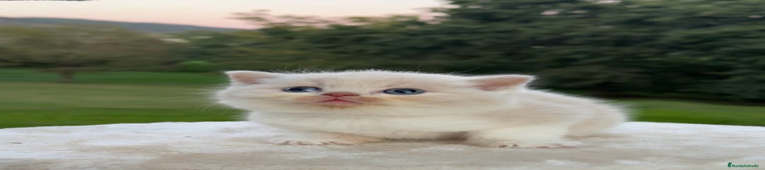 Británico de Pelo Corto Gatito 2