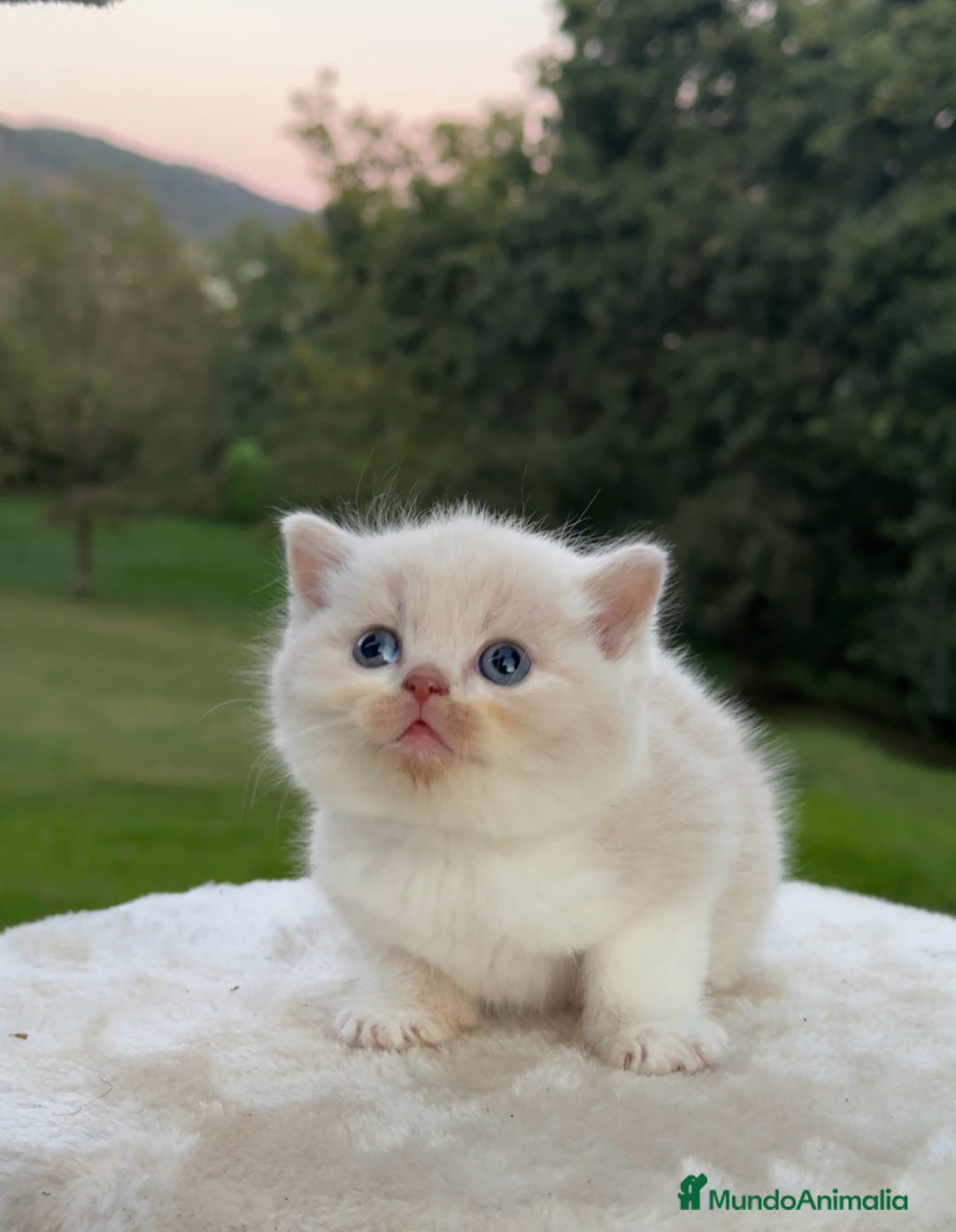 Británico de Pelo Corto gatos en venta: British Shorthair - Anuncio 6