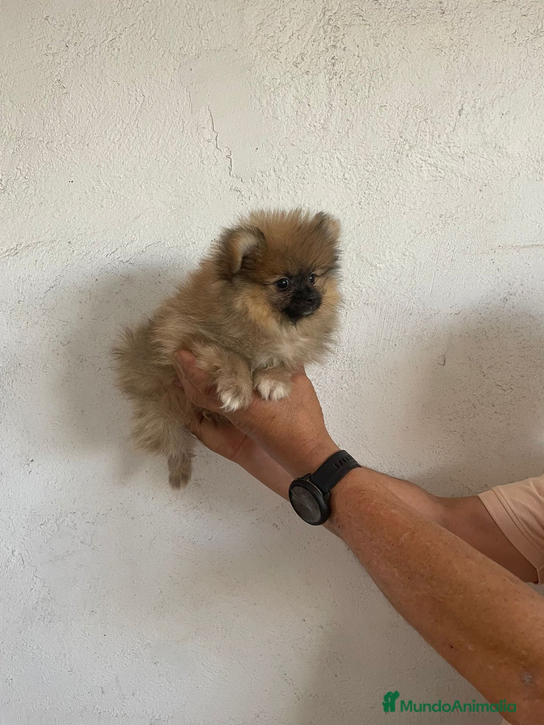 Pomerania perros en venta: CACHORROS DE POMERANIA  - Imagen 5