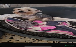 Yorkshire Terrier perros en venta: Yorkshire toy  - Anuncio 4