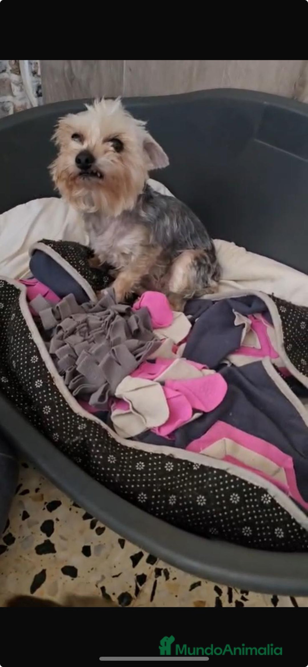 Yorkshire Terrier perros en venta: Yorkshire toy  - Anuncio 4