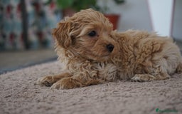 Maltipoo perros en venta: 🌟 Pequeños, tiernos y llenos de vida 💛 - Imagen 13