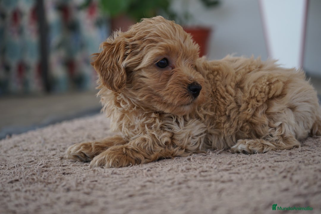 Maltipoo perros en venta: 🌟 Pequeños, tiernos y llenos de vida 💛 - Imagen 13