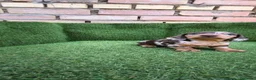 Teckel Miniatura perros en venta: teckel miniatura arlequín chocolate varios colores - Anuncio 5