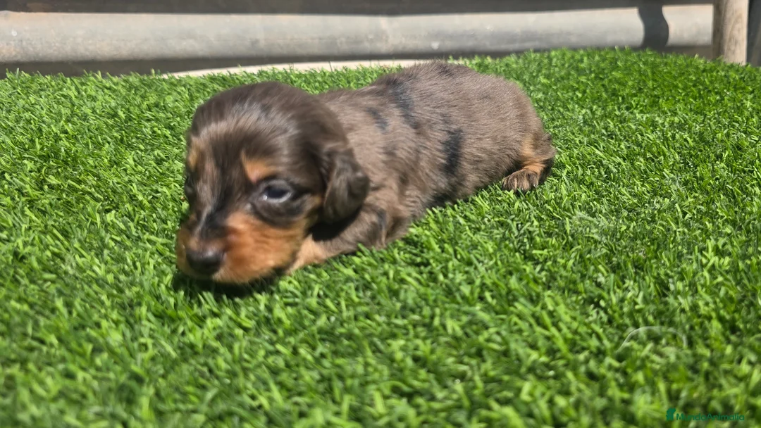 Teckel Miniatura perros en venta: Tackel kaninchen  - Anuncio 2