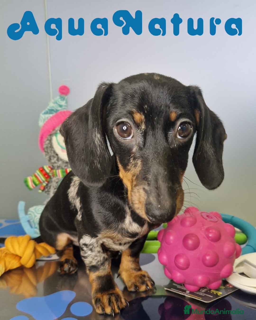 Teckel Miniatura perros en venta: Teckel Macho de Tiana y Tilo 4490 AQUANATURA - Anuncio 4