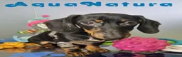 Teckel Miniatura perros en venta: Teckel Macho de Tiana y Tilo 4490 AQUANATURA - Anuncio 4
