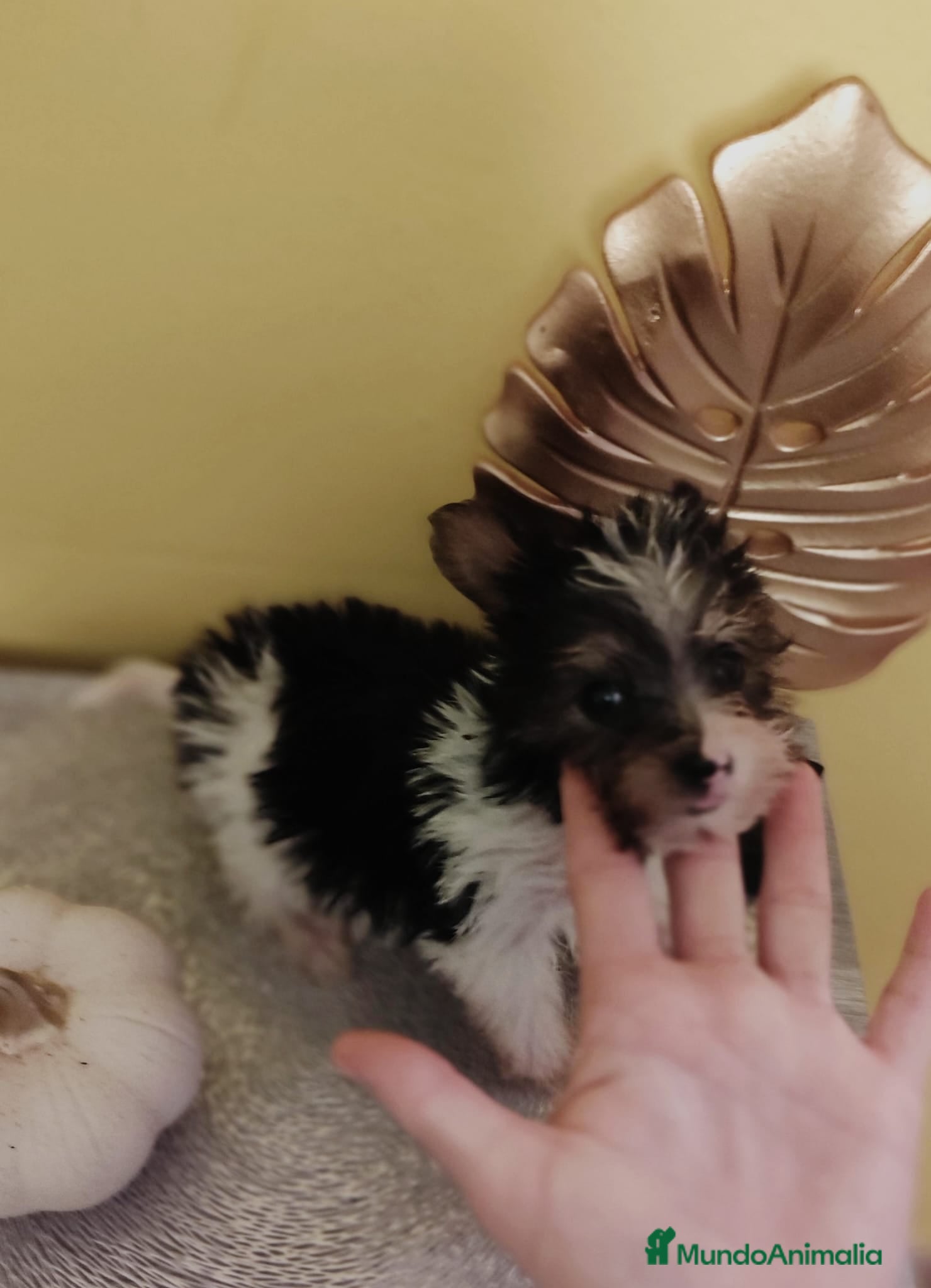 Biewer Yorkshire Terrier a la Pom Pon perros Yorkshire biewer toy - Anuncio 1