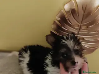 Biewer Yorkshire Terrier a la Pom Pon perros Yorkshire biewer toy - Anuncio 1