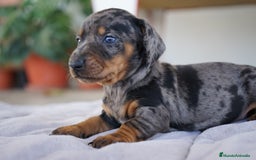 Teckel Miniatura perros en venta: 🐾 Florentina y Delfina – Teckel miniatura 🐾 - Imagen 6
