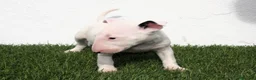 Bull Terrier perros en venta: Bull Terrier  - Anuncio 1