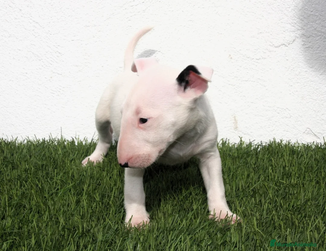 Bull Terrier perros en venta: Bull Terrier  - Anuncio 1