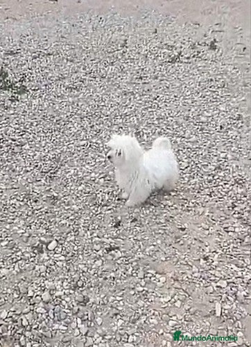 Bichón Maltés perros BICHON MALTES - Anuncio 2