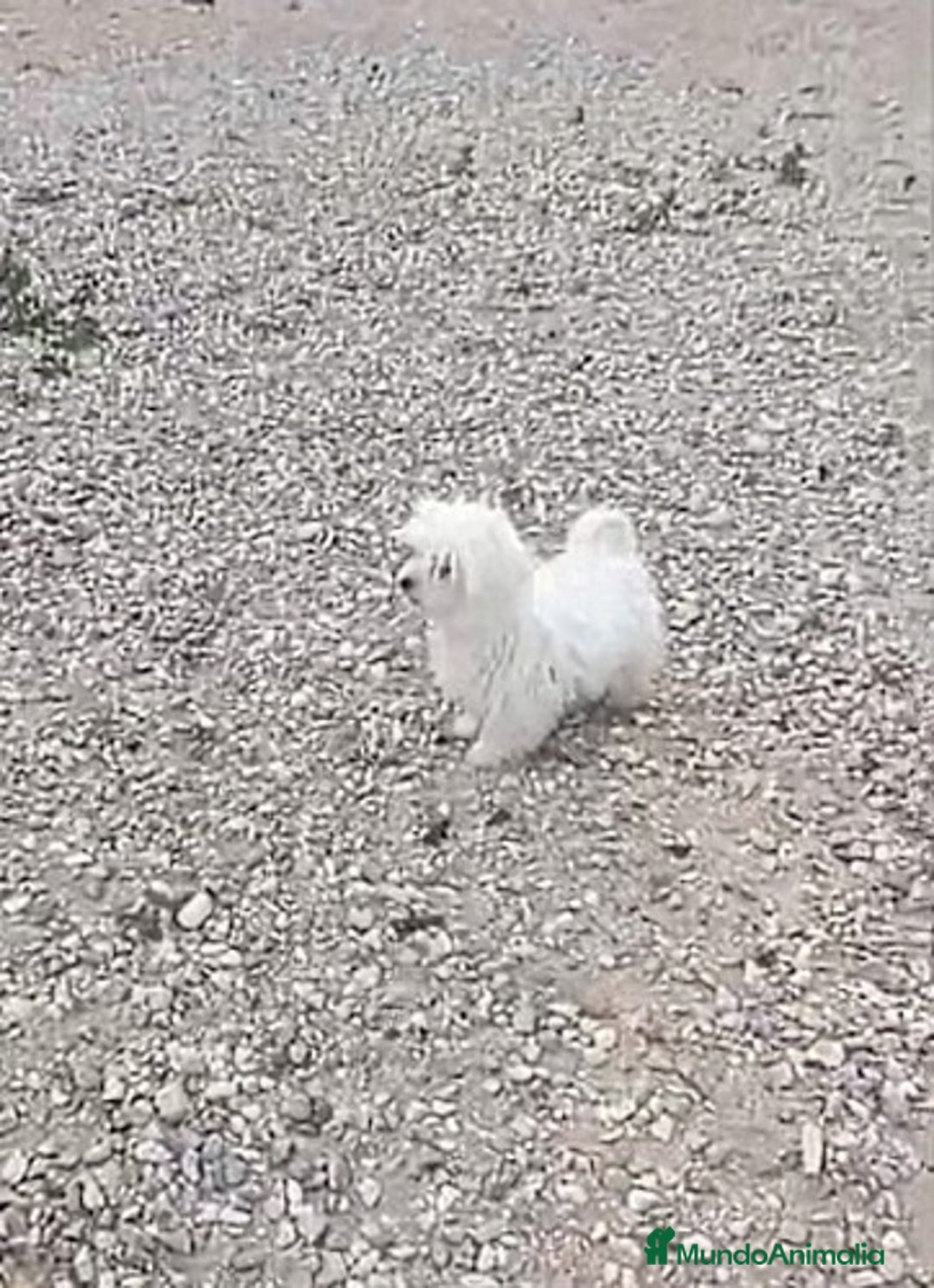 Bichón Maltés perros en venta: BICHON MALTES - Anuncio 1