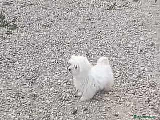 Bichón Maltés perros BICHON MALTES - Anuncio 1