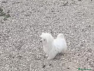 Bichón Maltés perros BICHON MALTES - Anuncio 17