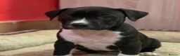 American Staffordshire-Terrier perros en venta: American stanford - Anuncio 3