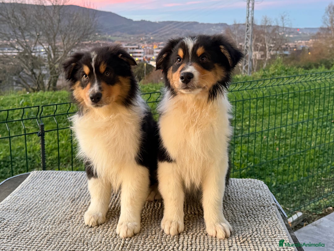 Pastor Australiano perros en venta: Pastor Australiano  - Anuncio 3