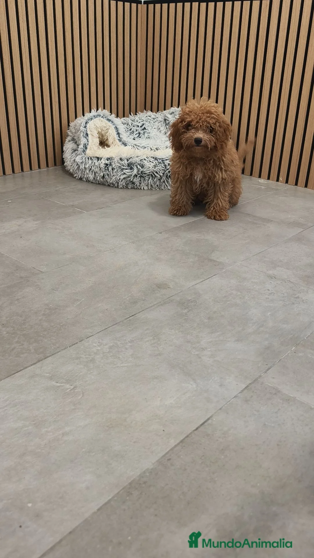 Caniche Toy perros en venta: Caniche Toy Apricot 🐩♂️ - Anuncio 17