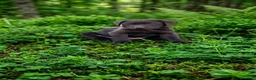 Labrador Retriever perros en venta: Labrador retriever chocolate  - Anuncio 2