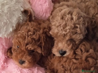 Caniche Toy perros - Anuncio 14