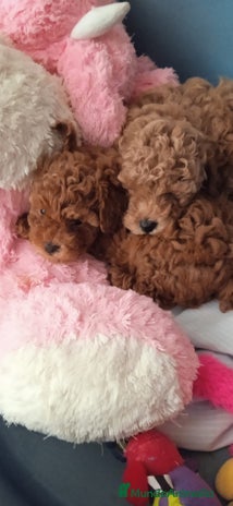Caniche Toy perros - Anuncio 12