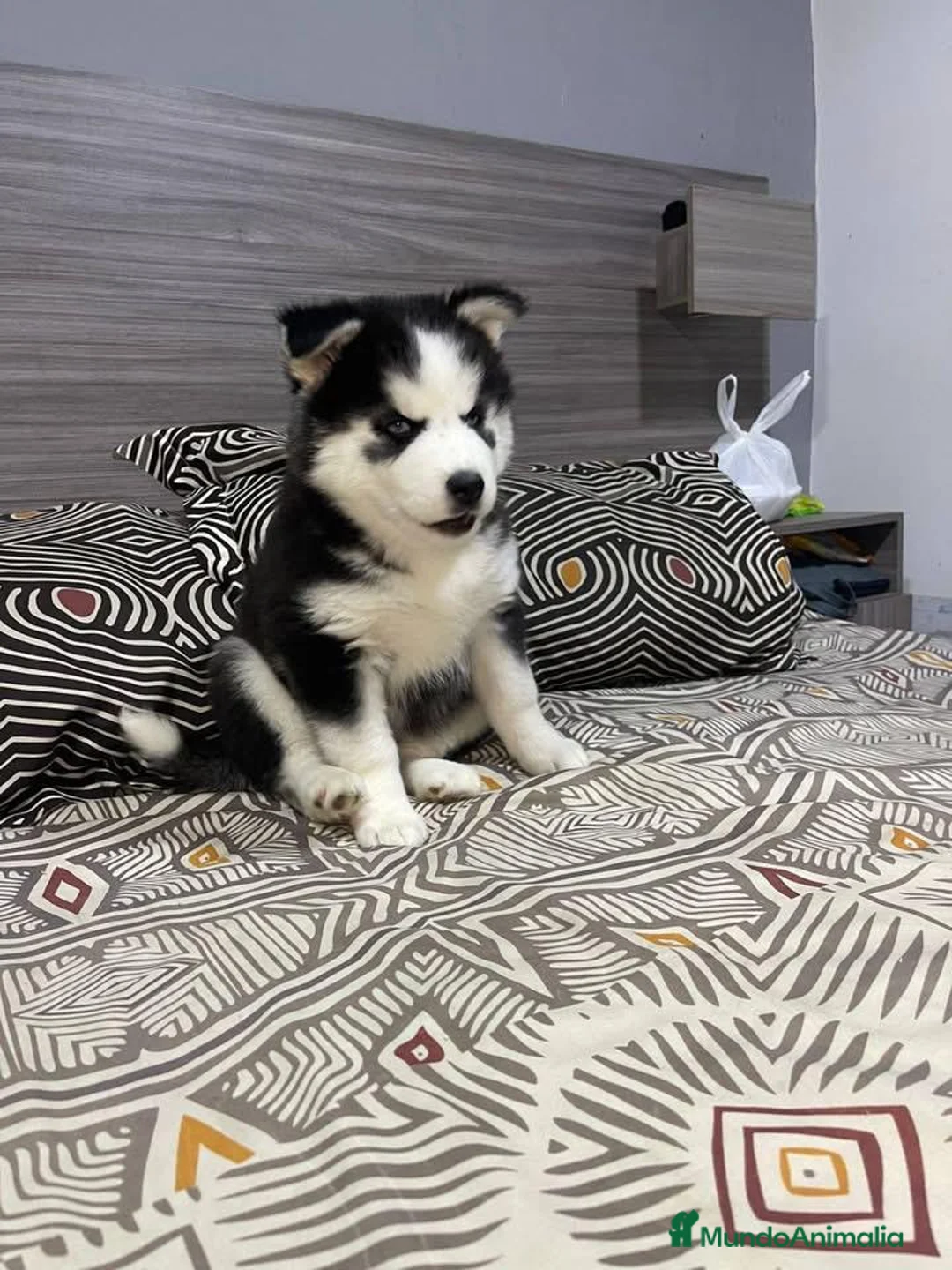 Husky Siberiano perros en venta: Cachorritos husky siberiano - Anuncio 2