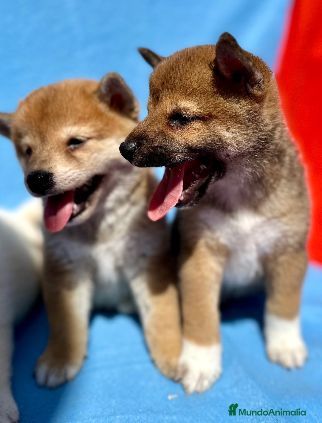 Shiba Inu perros en venta: CAMADA DE SHIBA INU EXCEPCIONAL  - Imagen 6