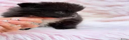 Pomerania perros en venta: POMERANIA - Anuncio 9